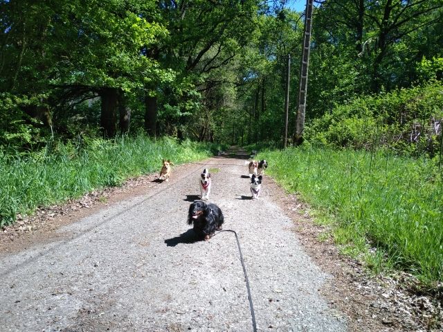 Promenade_le_13.05_12