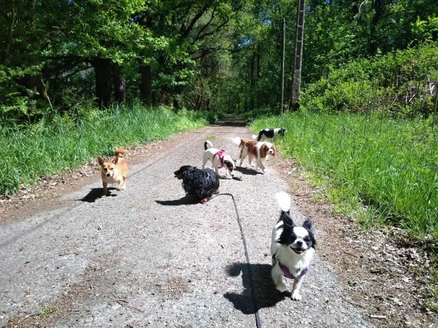 Promenade_le_13.05_13