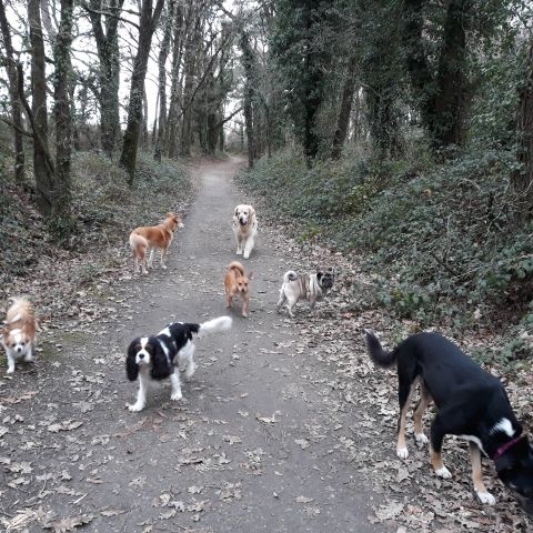 Promenade_le_16.01.2019_midi_7