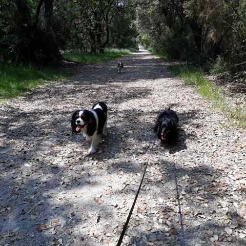 Promenade_le_23.05_7