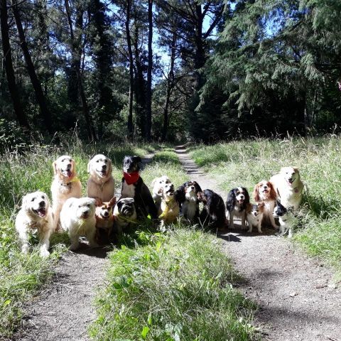 Zyna_Luna_Beethoven_Gaia_Joy_Furbi_Nobel_Sky_Emir_Leo_Daya_Golmotte_Juliane_Roucky_Froufrou_et_Nouage