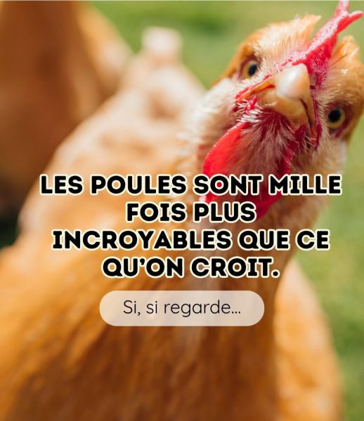 blog170326_poules_1