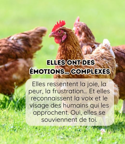 blog170326_poules_3