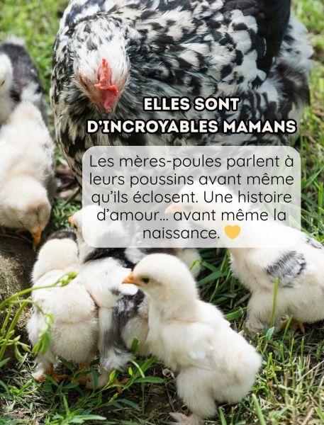 blog170326_poules_5