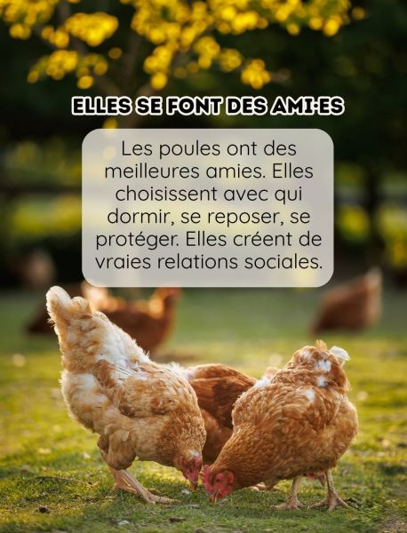 blog170326_poules_6
