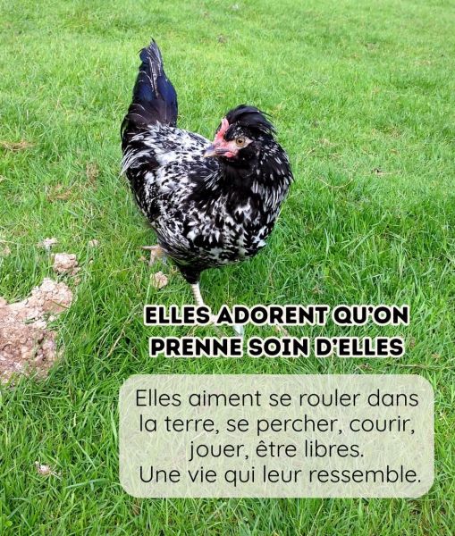 blog170326_poules_7