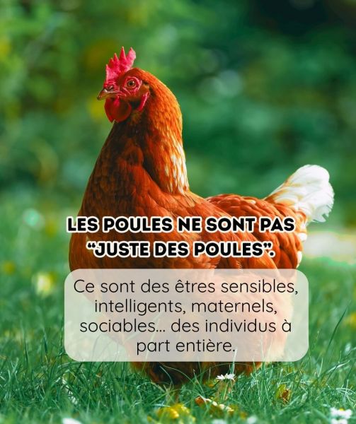 blog170326_poules_8