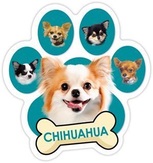 Chihuahuas poils longs