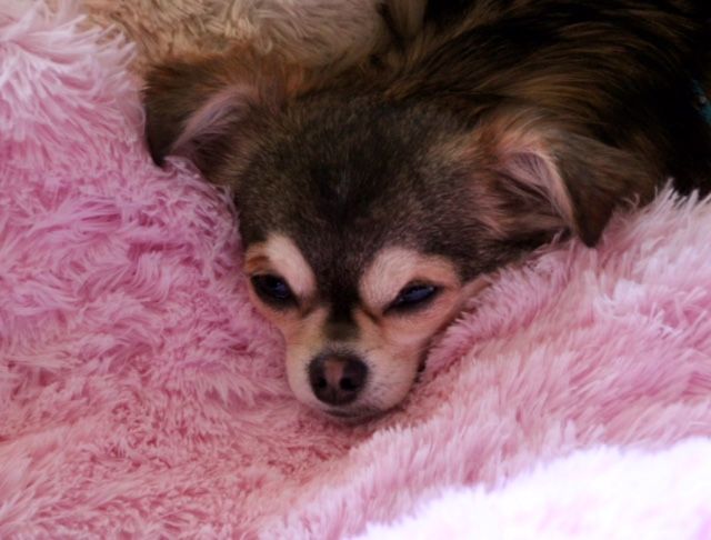 noel_chiens_catherine_60