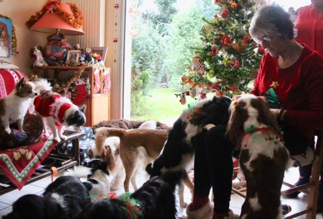 noel_chiens_catherine_61