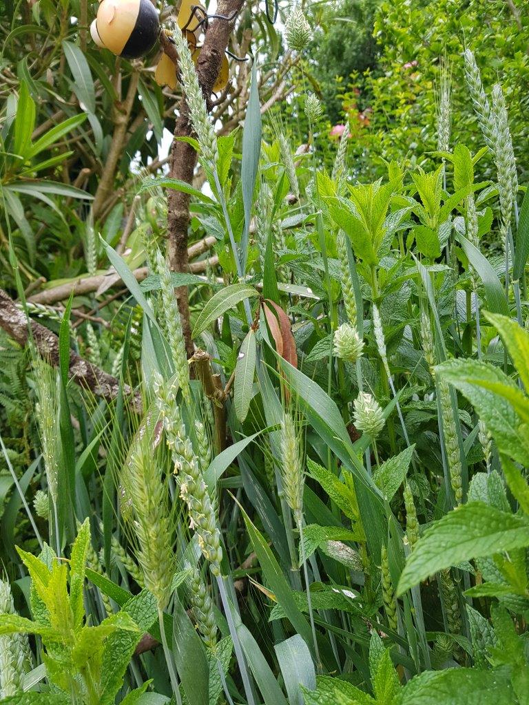 Date Pour Cueillir Les 7 épis De Blé 2022