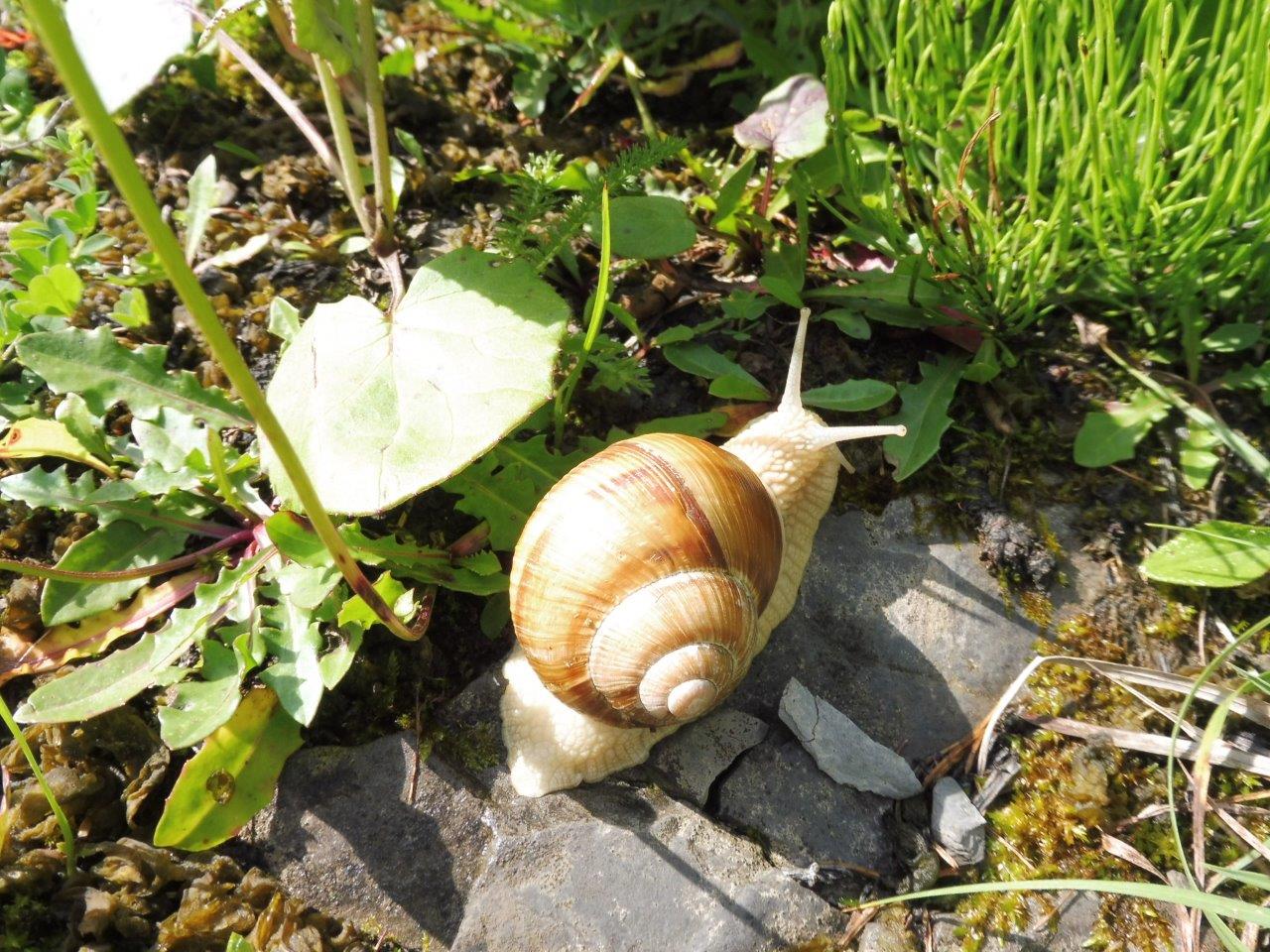 Combien De Temps Pour Réchauffer Des Escargots