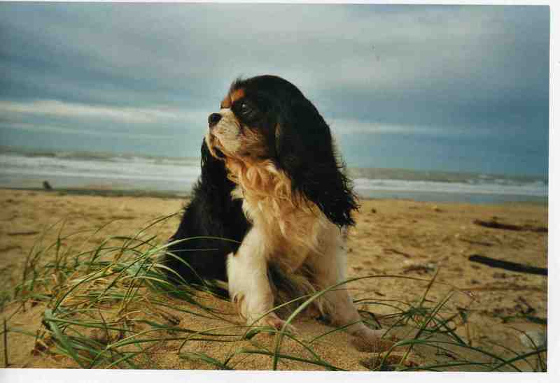 oleron-2001038.jpg